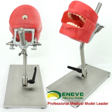 DENTAL01-1(12558) Съемный зубы модель головы для зубов подготовить